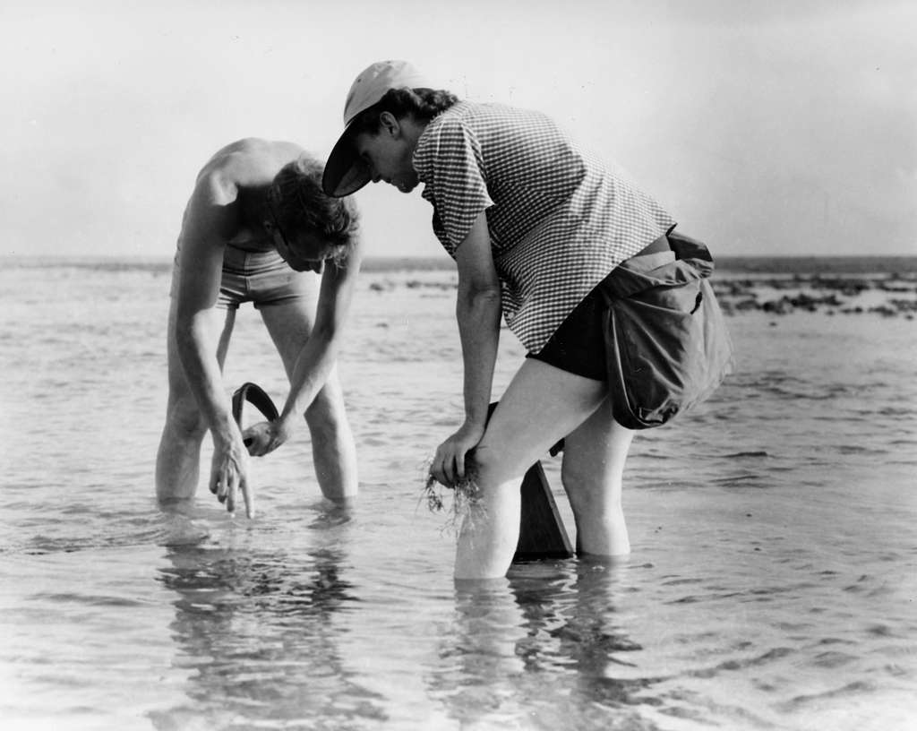 Black and white photograph of Rachel Carson wading in the water, attentively observing something in her surroundings.