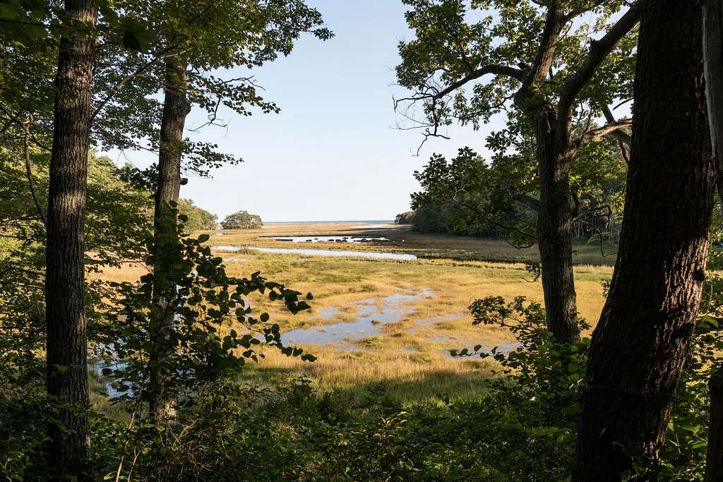 A stunning view of marshlands with tall grasses swaying in the breeze, calm water reflecting the sky, and a serene, natural atmosphere.